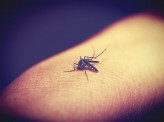 日本の虫よけ薬、ようやく進歩