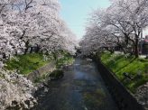 美しいだけじゃない　桜の力